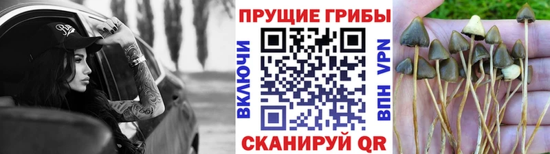 darknet наркотические препараты  Медногорск  Галлюциногенные грибы мицелий  кракен ONION 